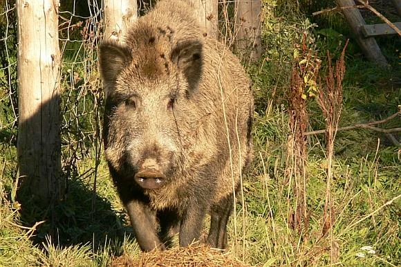 Mini ZOO Bieszczady — Liszna