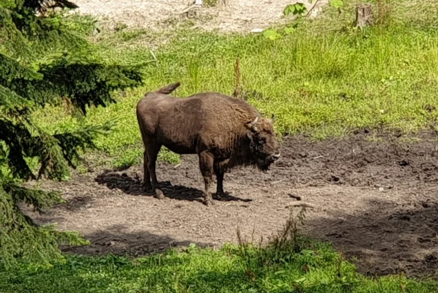 Zagroda Żubrów w Mucznem — Muczne